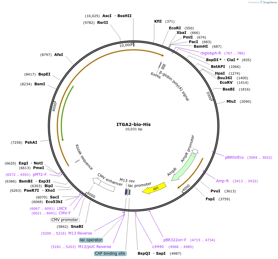 51910-plasmid-map-sequence-id-79894