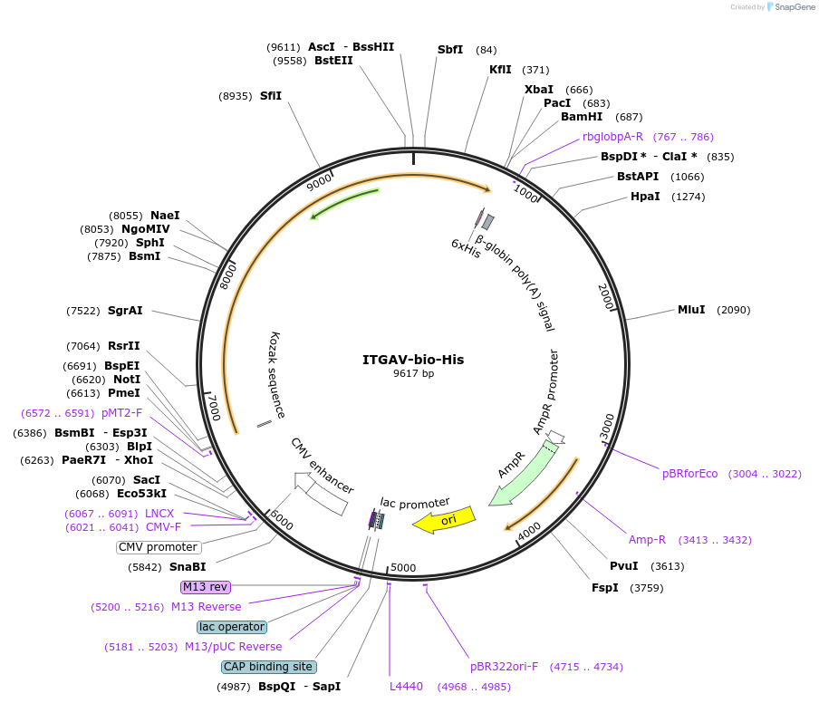 51919-plasmid-map-sequence-id-79896