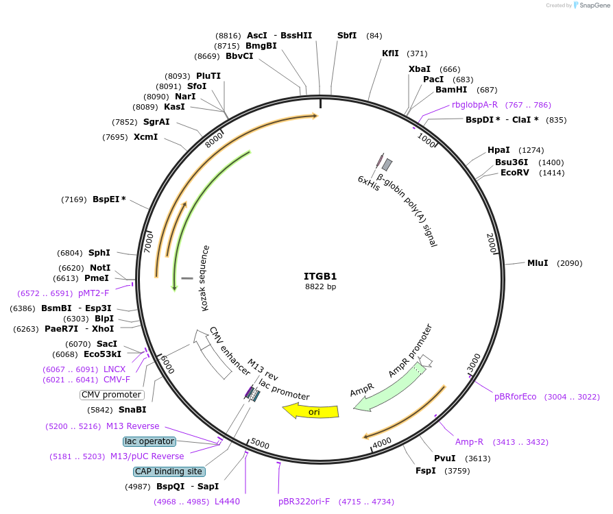 51920-plasmid-map-sequence-id-79898