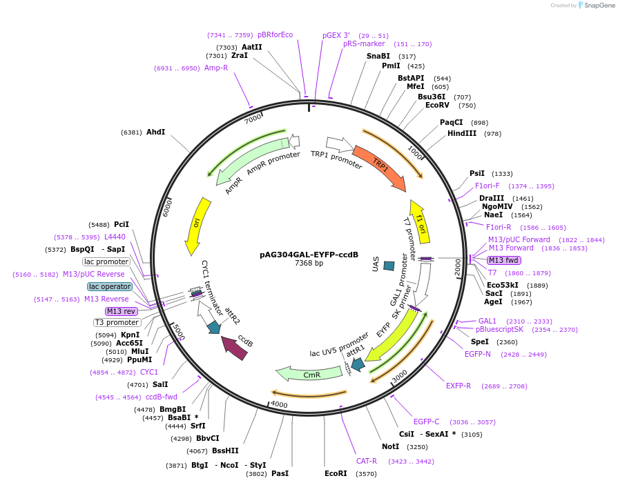 14327-plasmid-map-sequence-id-7990