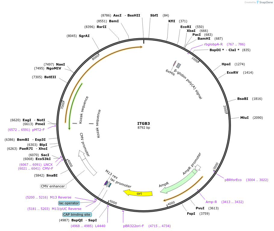 51921-plasmid-map-sequence-id-79900