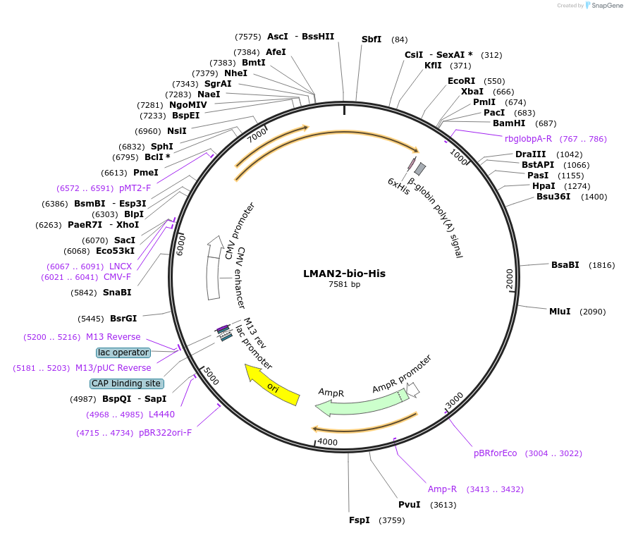 51923-plasmid-map-sequence-id-79904