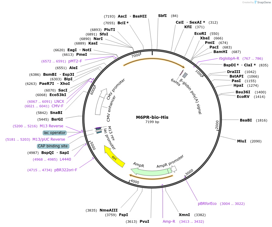 51924-plasmid-map-sequence-id-79906