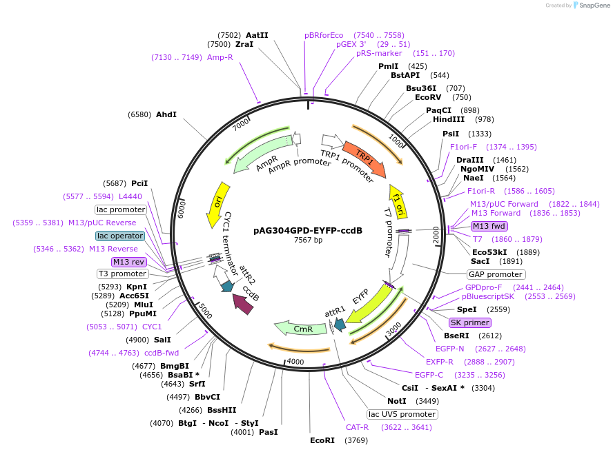 14328-plasmid-map-sequence-id-7991