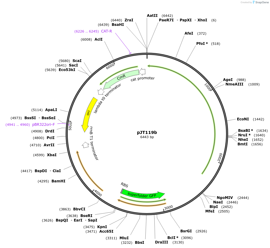 50551-plasmid-map-sequence-id-79911
