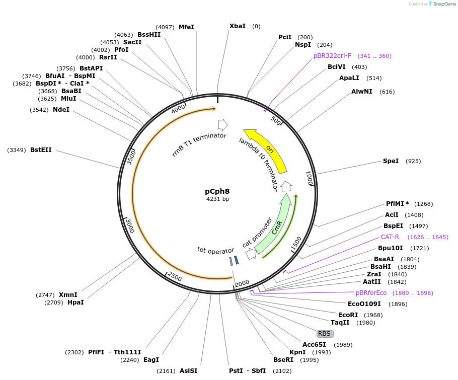 50552-plasmid-map-sequence-id-79913
