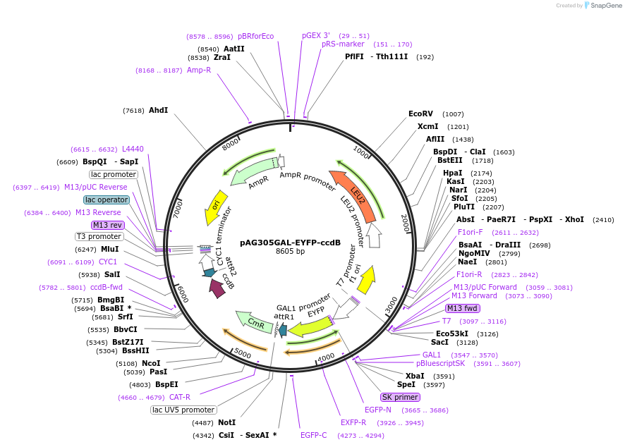 14329-plasmid-map-sequence-id-7992