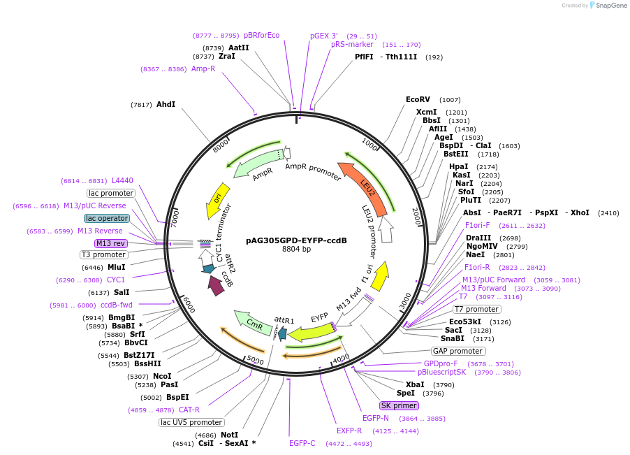 14330-plasmid-map-sequence-id-7993