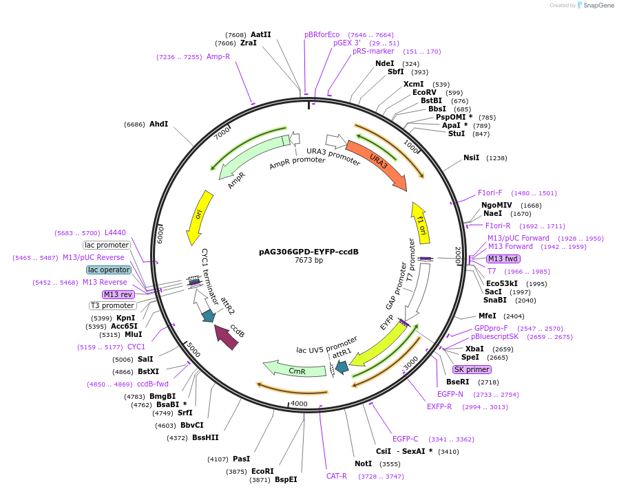 14332-plasmid-map-sequence-id-7995