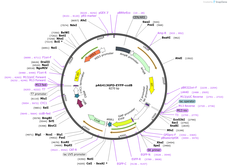 14334-plasmid-map-sequence-id-7997