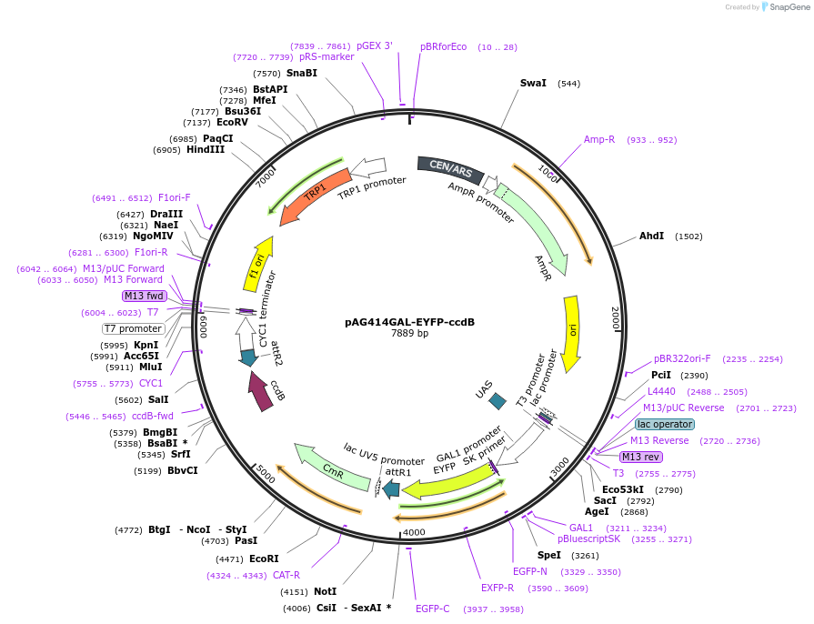 14335-plasmid-map-sequence-id-7998