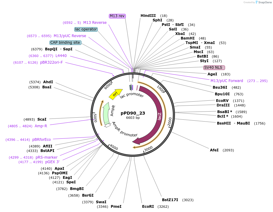 1469-plasmid-map-sequence-id-80