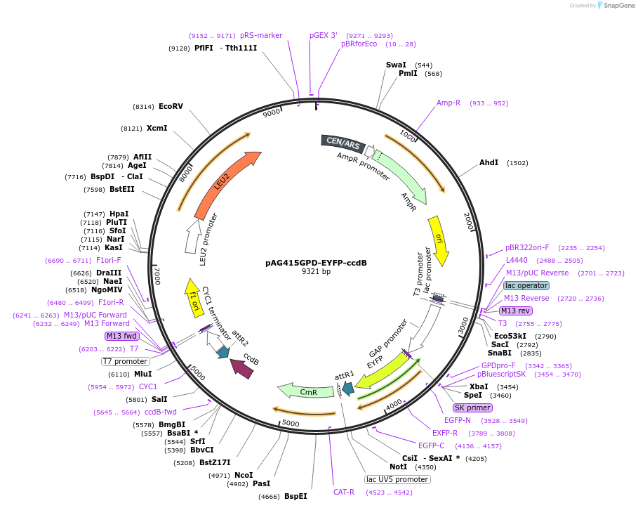 14338-plasmid-map-sequence-id-8001
