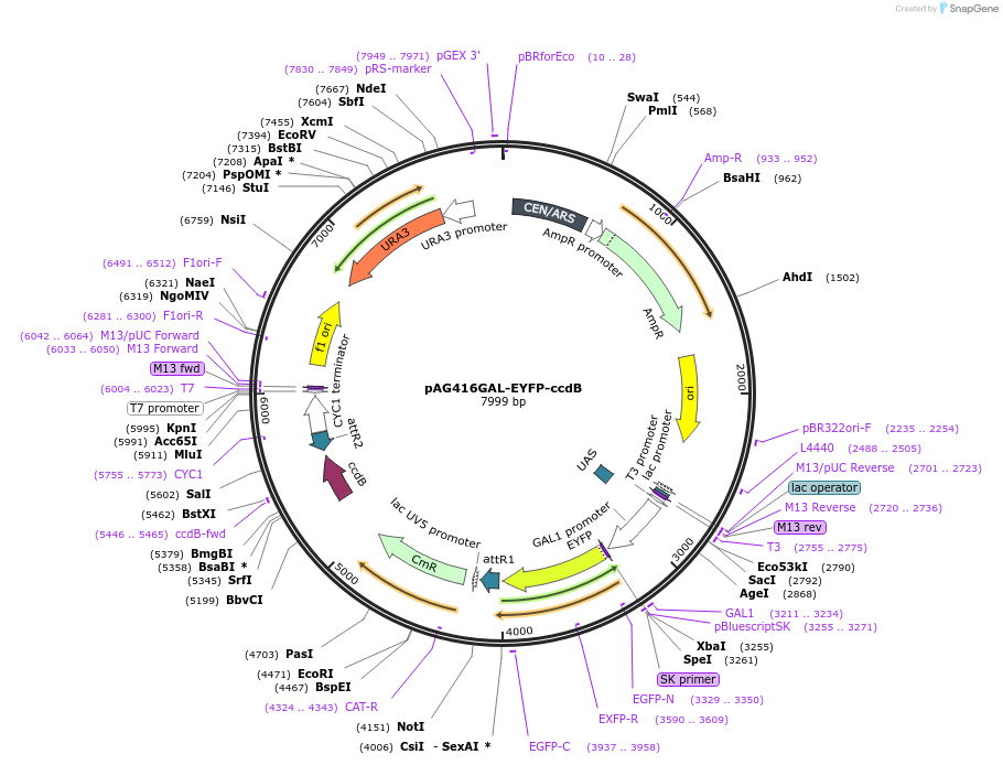 14339-plasmid-map-sequence-id-8002