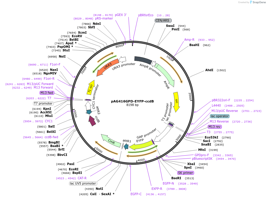 14340-plasmid-map-sequence-id-8003