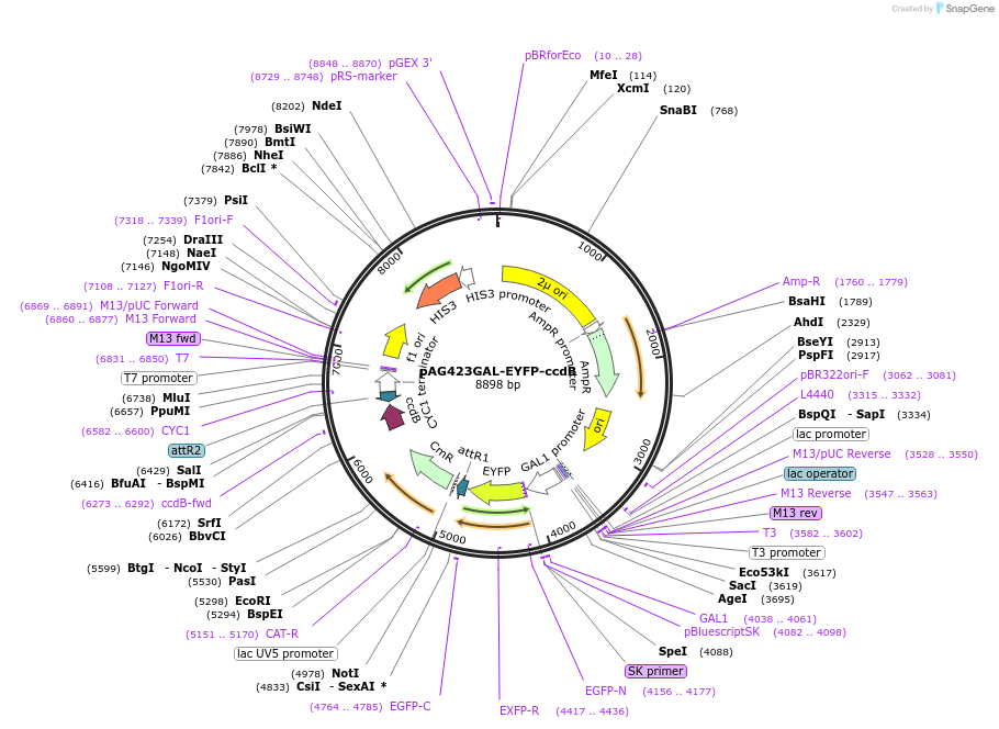 14341-plasmid-map-sequence-id-8004