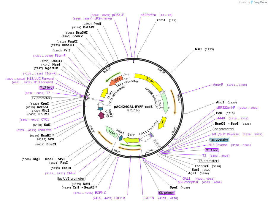 14343-plasmid-map-sequence-id-8006