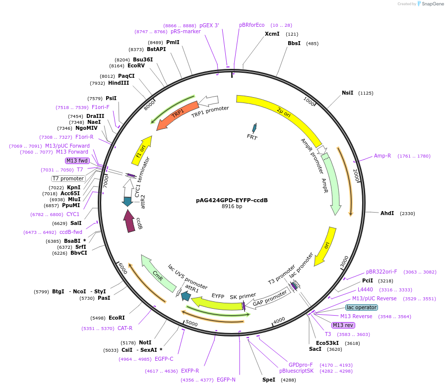 14344-plasmid-map-sequence-id-8007