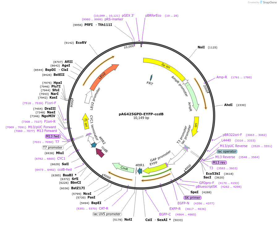 14346-plasmid-map-sequence-id-8009