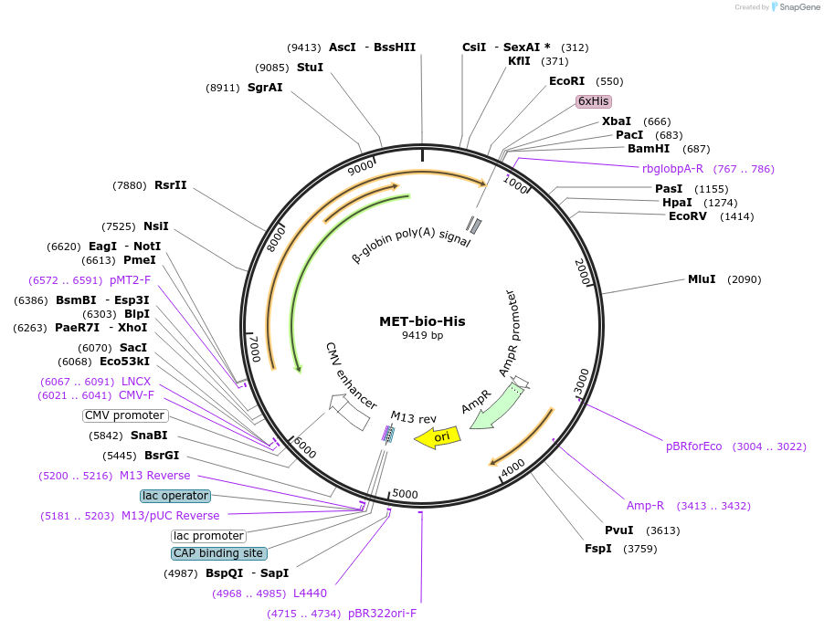 52022-plasmid-map-sequence-id-80095