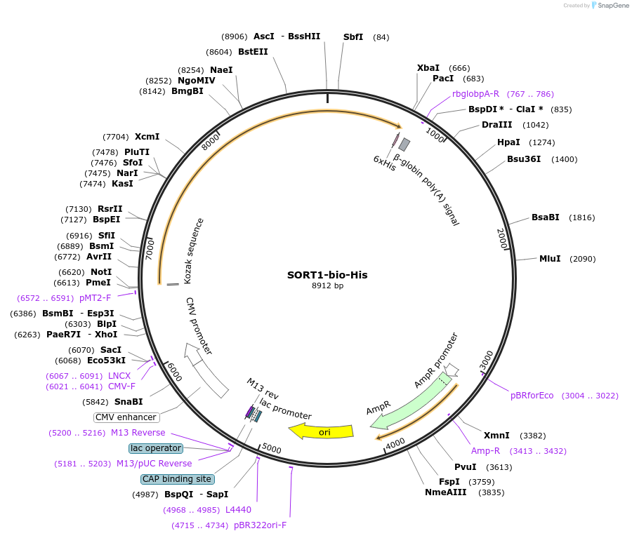 52024-plasmid-map-sequence-id-80096