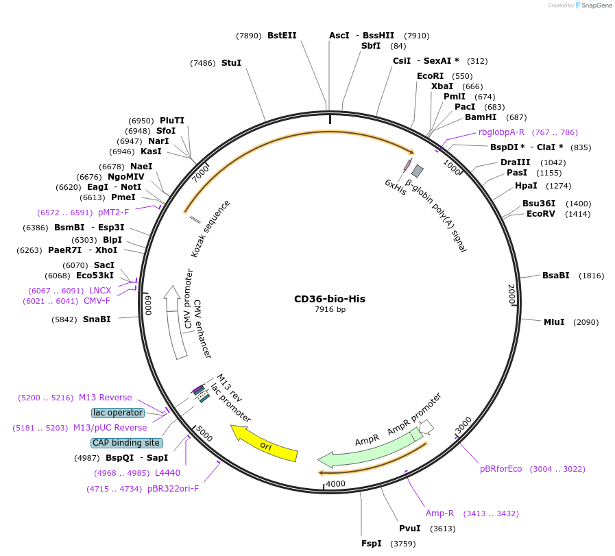 52025-plasmid-map-sequence-id-80098