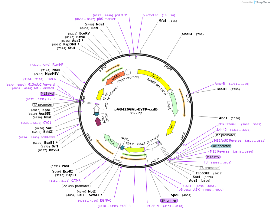 14347-plasmid-map-sequence-id-8010