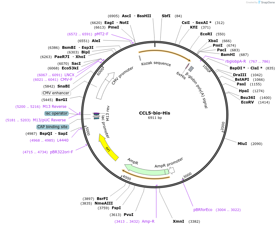 52027-plasmid-map-sequence-id-80101