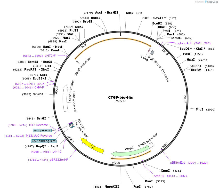 52028-plasmid-map-sequence-id-80102
