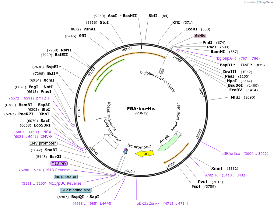 52029-plasmid-map-sequence-id-80103