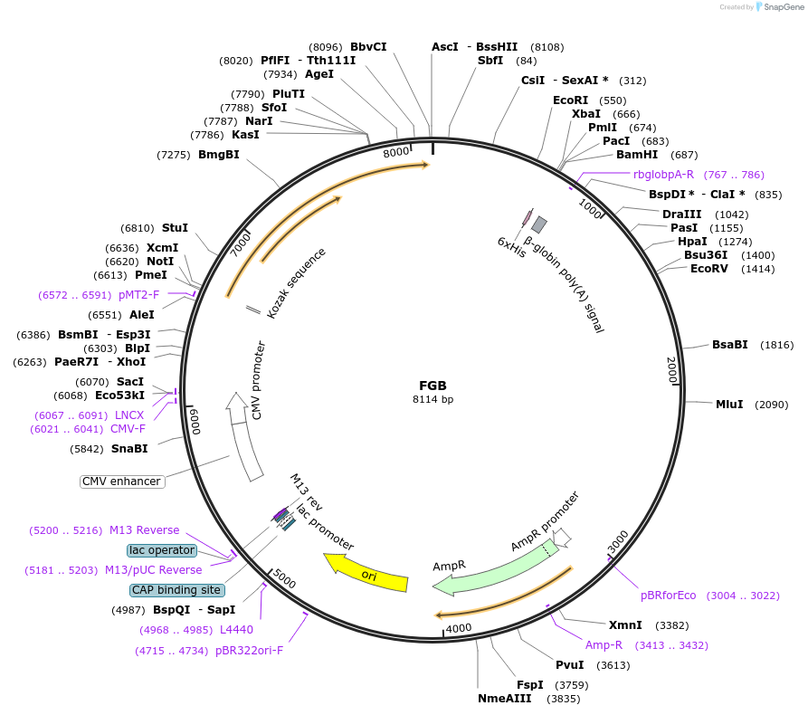 52030-plasmid-map-sequence-id-80105