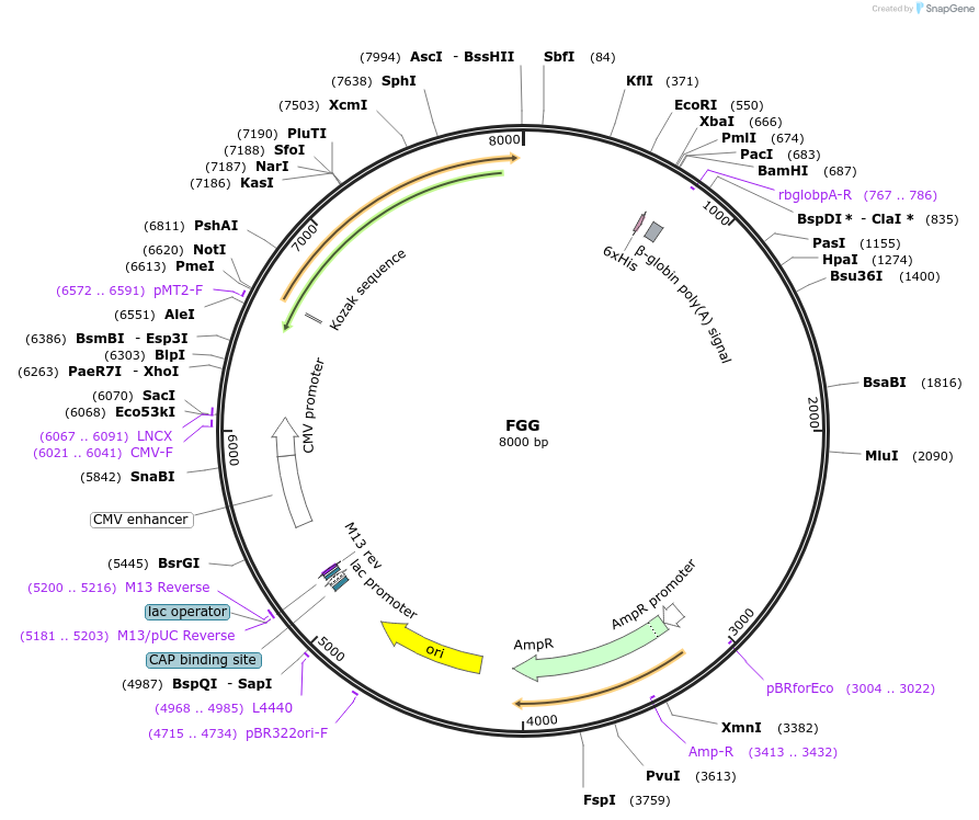 52031-plasmid-map-sequence-id-80106