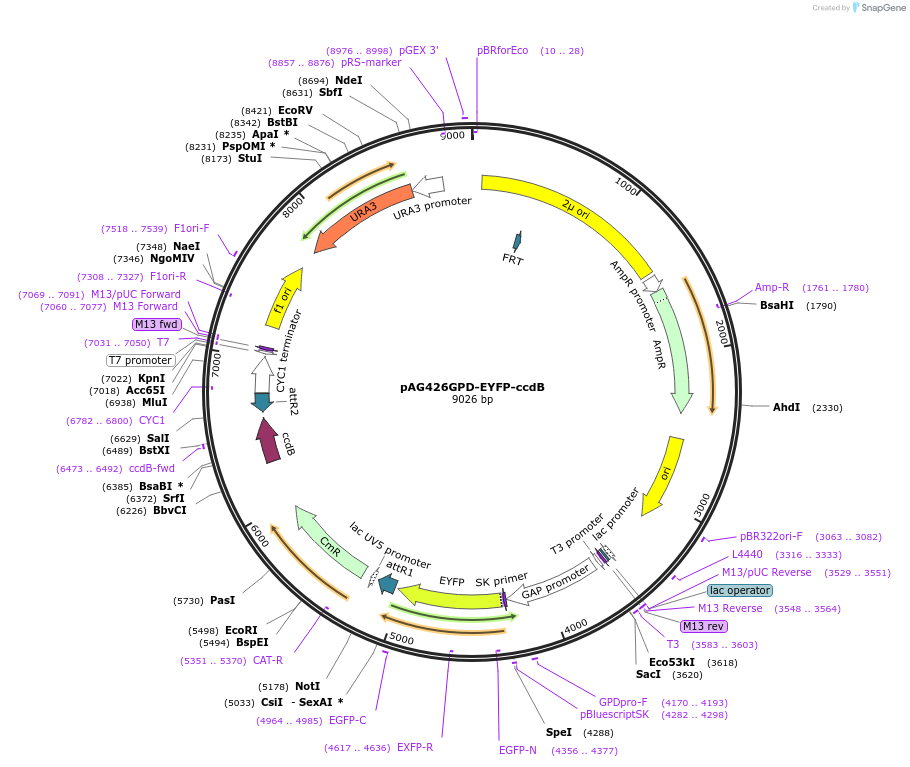 14348-plasmid-map-sequence-id-8011