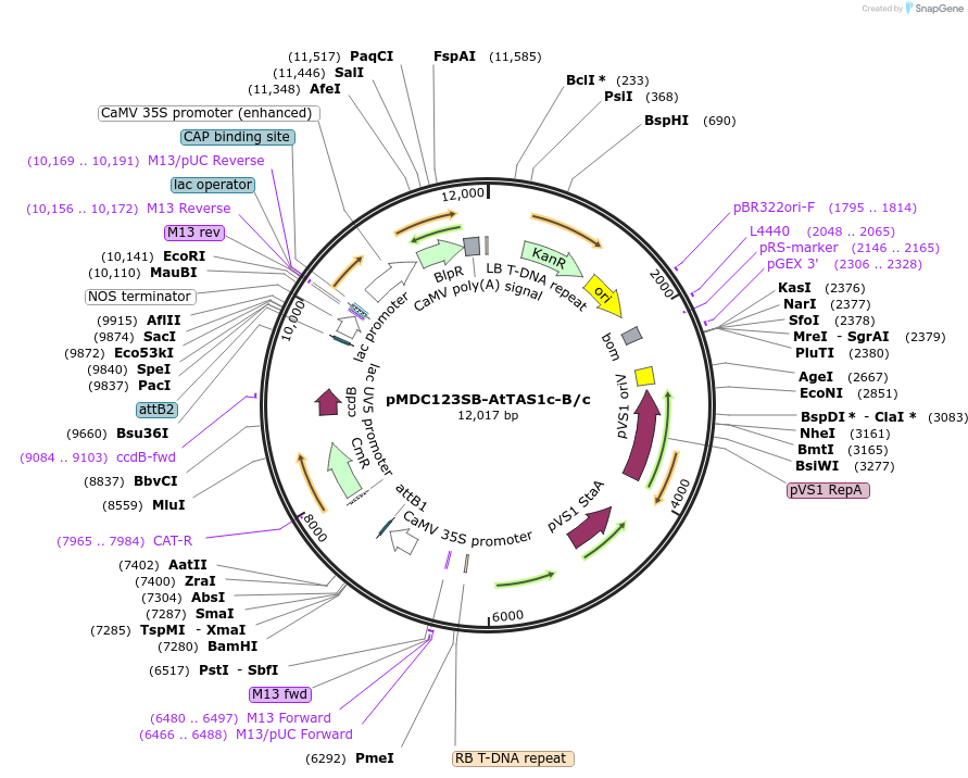 51772-plasmid-map-sequence-id-80110