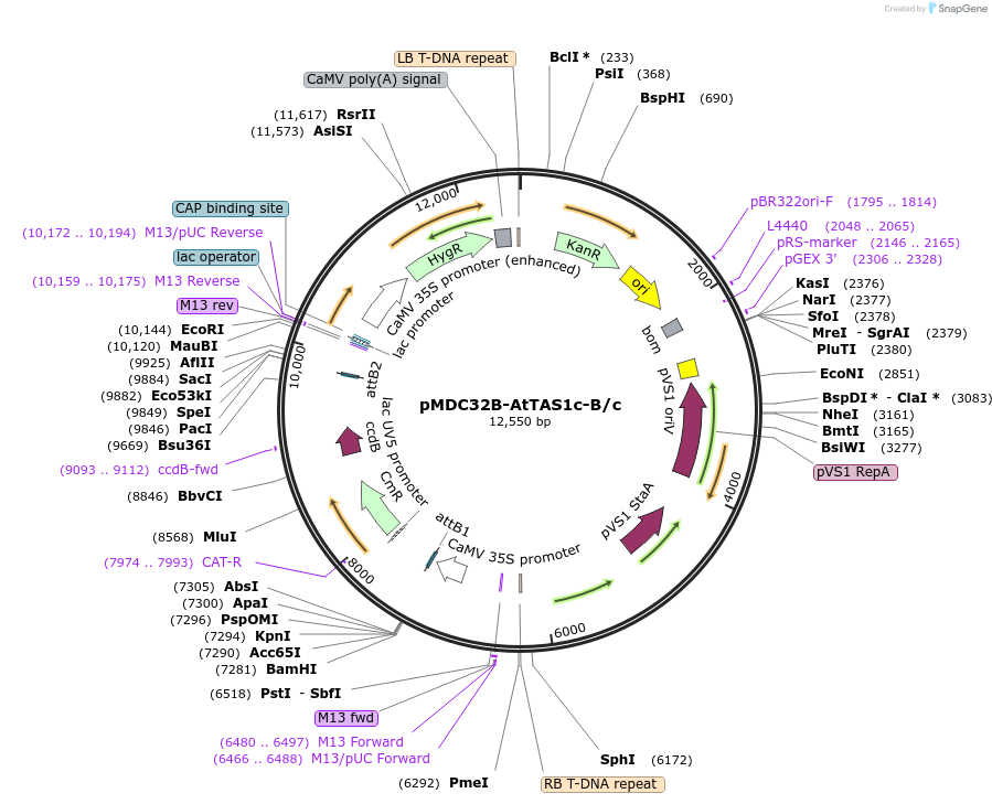 51773-plasmid-map-sequence-id-80112