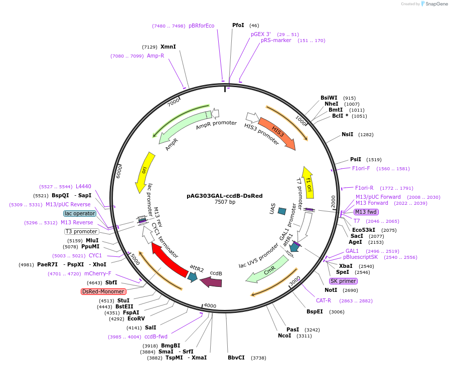 14349-plasmid-map-sequence-id-8012