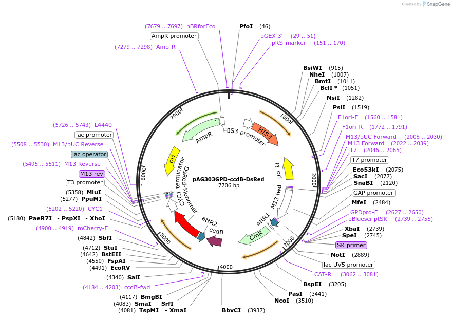 14350-plasmid-map-sequence-id-8013
