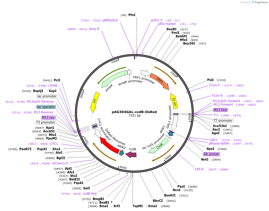 14351-plasmid-map-sequence-id-8014