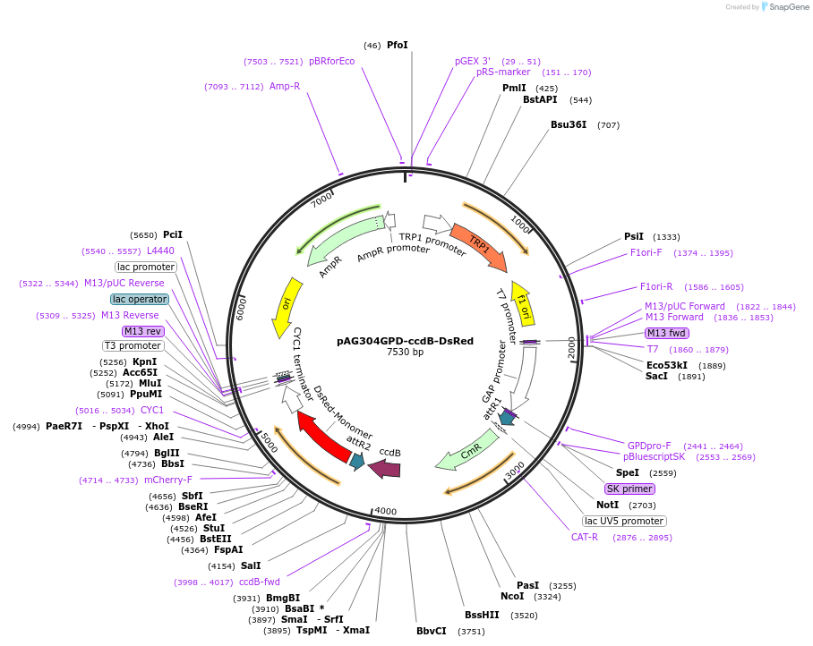 14352-plasmid-map-sequence-id-8015