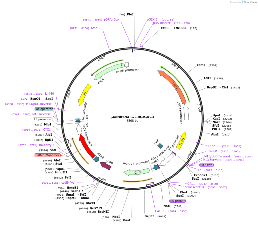 14353-plasmid-map-sequence-id-8016
