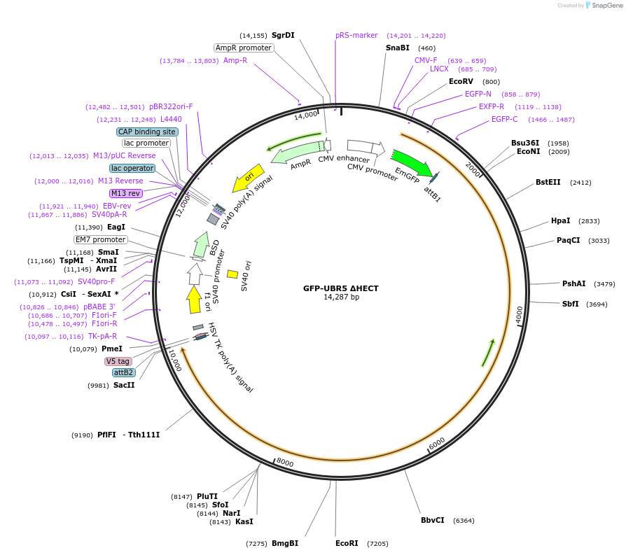 52051-plasmid-map-sequence-id-80161