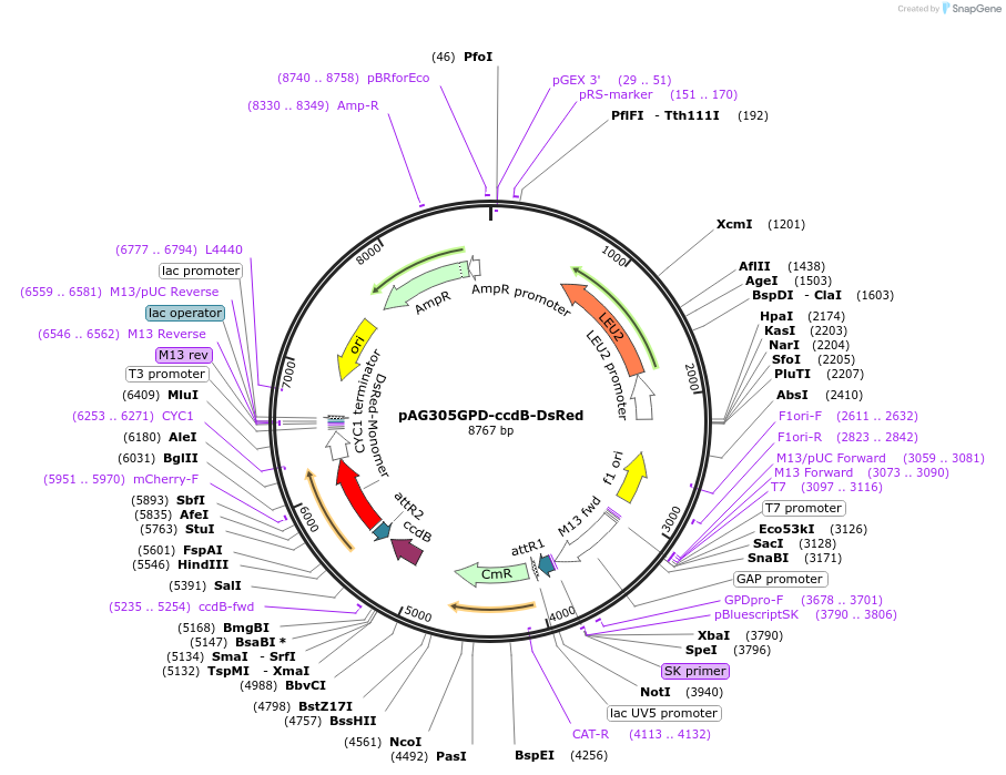 14354-plasmid-map-sequence-id-8017