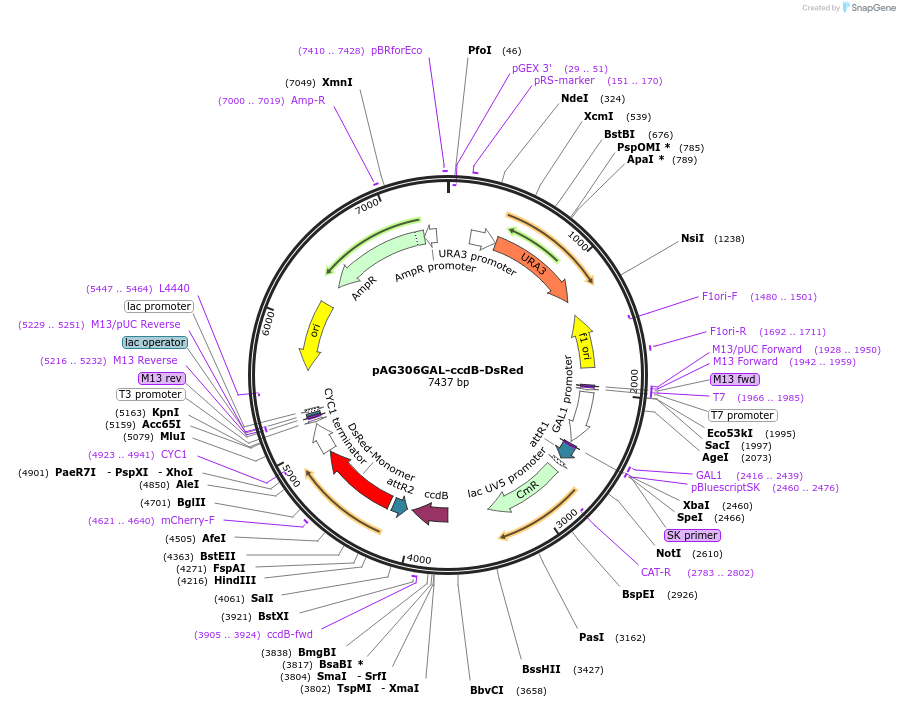 14355-plasmid-map-sequence-id-8018