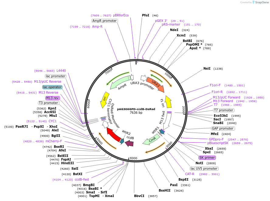 14356-plasmid-map-sequence-id-8019