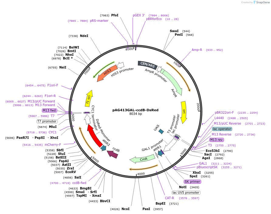 14357-plasmid-map-sequence-id-8020