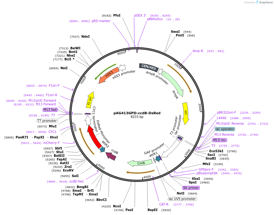 14358-plasmid-map-sequence-id-8021