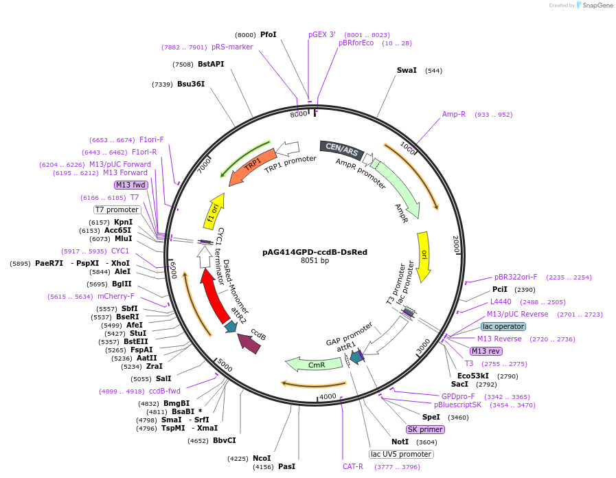 14360-plasmid-map-sequence-id-8023