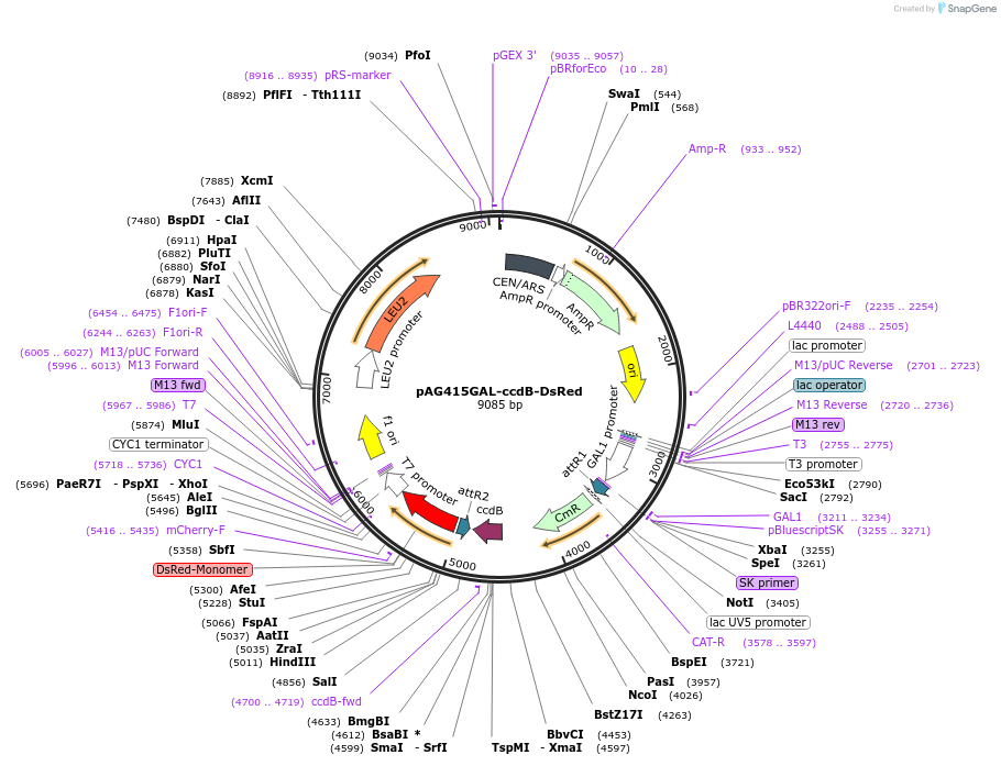 14361-plasmid-map-sequence-id-8024