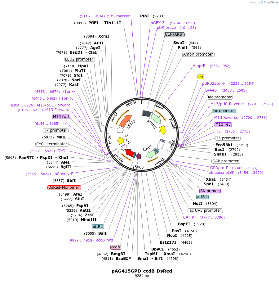 14362-plasmid-map-sequence-id-8025