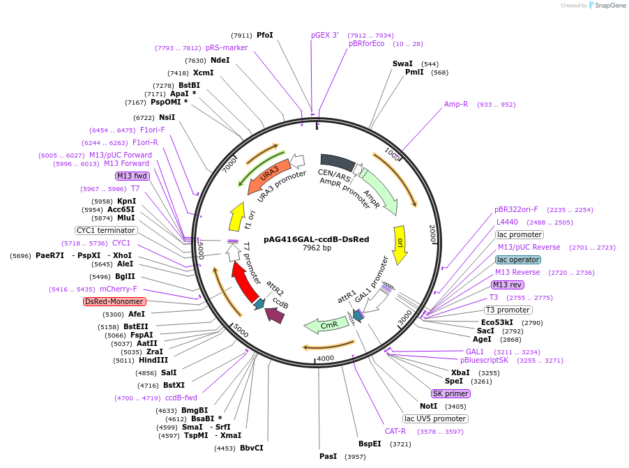 14363-plasmid-map-sequence-id-8026